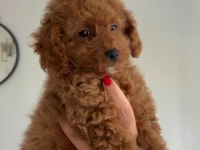Yeni Yuvasına Gitmeye Hazır Toy Poodle Bebeğimiz