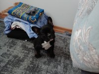 A+A kalite merle french bulldog