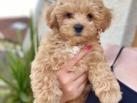 BİRİNCİ SINIF MALTİPOO YAVRULARI