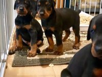 Afacan Doberman Bebekler Kapıda Ödeme Mevcuttur