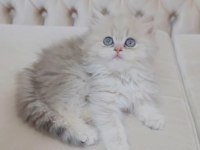 British longhair Dişi yavrumuz