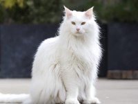 Türkiyede nadir ırk maine coon yavrularımız