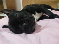 Erkek french bulldog