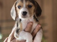 Safkan Beagle Yavruları