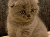 Dişi scottish fold yavrular