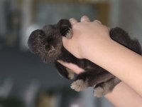 Cüce Tavşan 4 Aylık