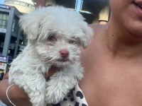 40 günlük erkek maltipoo