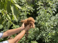 Üst Kalite Poodle Bebekler