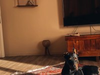 Acil Ücretsiz Doberman Sahiplendirme