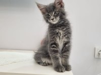 MAİNE COON DEV YAVRU KEDİLER ÇOK UYGUN DEV