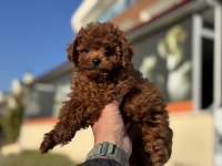 Yasal Ruhsatlı Çiftlikden Toy Poodle Yavrularımız
