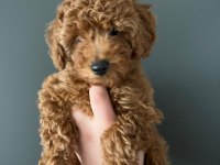 1 ADET YAVRUM KALDI SAHİPLENDİRMEK İÇİN TOY POODLE