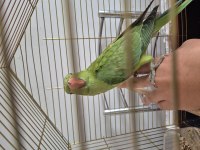 Full evcil erkek eğitimli pakistan papağanı