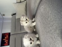Sevimli kardeş kediler