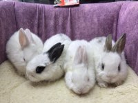 CÜCE NETHERLAND DWARF TAVŞAN YAVRULARIMIZ