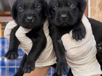 Labrador redriever sevimli yavrular