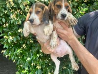 Aktif Aileler İçin Oyuncu ve Sosyal Beagle