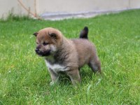 Türkiyede Tek Shiba İnu Yavrular