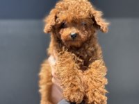 Petmode den 4 aylık 700 gr tea cup kore poodle