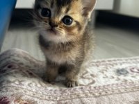 British shorthair yavrularımız
