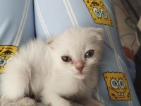 Dişi Ve Erkek Son Scottish Fold Yavrular