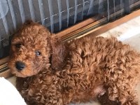 2 aylık aşıları tam tüm malzemeleri ile birlikte poodle