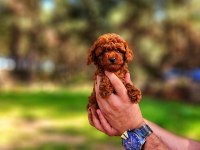 Toy poodle mı istemiştiniz