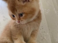 British shorthair