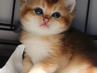 British shorthair kedisi