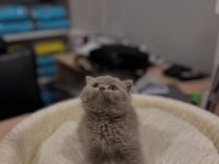 British shorthair ve longhair yavrular