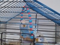 Muhabbet kuşları yeni yavru 2 aylık