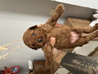 Kore red toy poodle