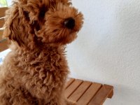 Köpeğimi bazı sebeplerden dolayı vereceğim