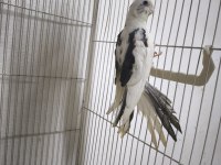 Sultan yavruları 2 aylik lutino grey wf heavy pied