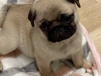 DÜNYA TATLISI PUG YAVRULARI