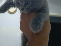 British shorthair yavrularımız