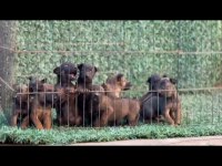 Malinois yavruları