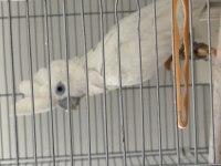Belgeli Çipli Aşılı 9 Aylık 2 Adet Mavi Gözlü Kakadu
