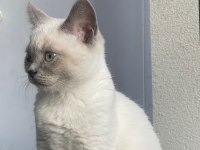Dişi blue point british shorthair