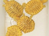 Su Kaplumbağası Ve Malzemeleri Aynı Gün Adrese Teslim