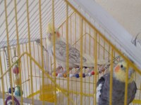 Giresun satılık sultan papağanı