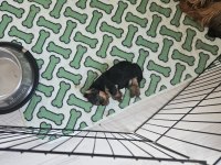 Yorkshire terrier yavrularımız a yuva arıyoruz