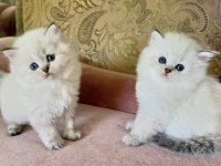 EMSALSİZ GÜZELLİKTE BRITISH LONGHAIR YA