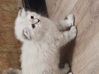 Yavru kedilerimin iddiasına bi bakın