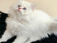 Dişi british longhair yavruma da yuva aranıyorum
