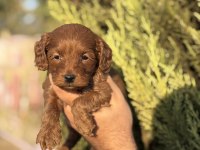 Yasal Çiftlikten Maltipoo Yavrularımız