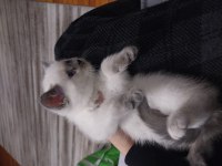Yavru scottish fold kediler