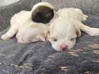 Ev ortamında bakılan kendi köpeğimizin yavruları