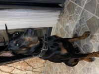 Doberman erkek