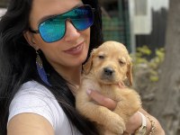 Golden retriever yavrularım sağlık ve ırk garantilidir